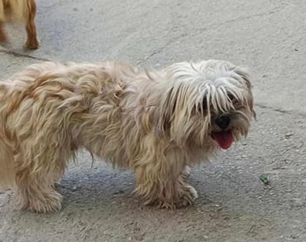 Maddox  - der kleine Süßfratz