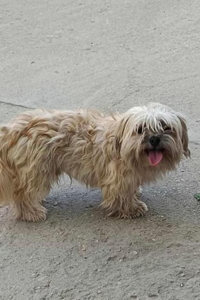 Maddox  - der kleine Süßfratz