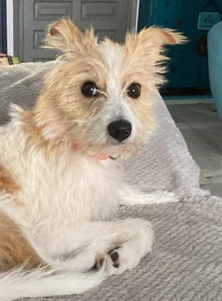 Vicky- eine zuckersüße Wuschelmaus