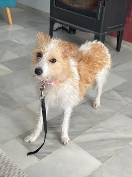 Vicky- eine zuckersüße Wuschelmaus