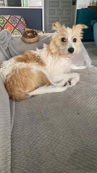 Vicky- eine zuckersüße Wuschelmaus