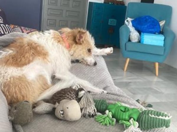 Vicky- eine zuckersüße Wuschelmaus