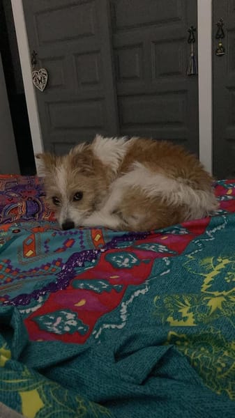 Vicky- eine zuckersüße Wuschelmaus