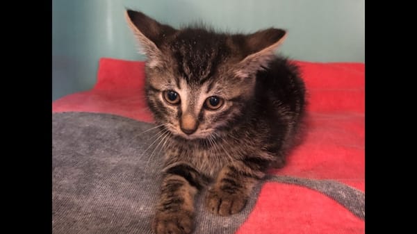 Grisouille (en cours d'adoption)