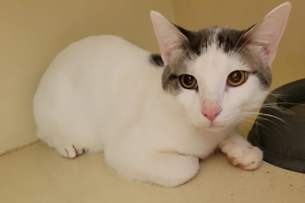 CHAUSSETTE dit MILANO PAB28267