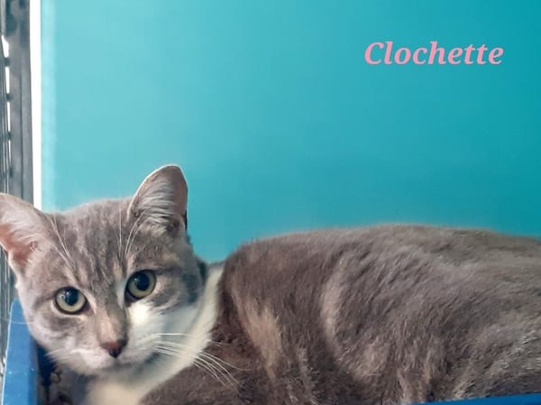 Clochette
