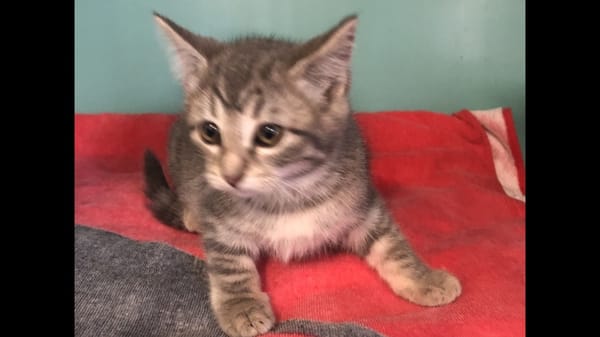 Grisette (en cours d'adoption)