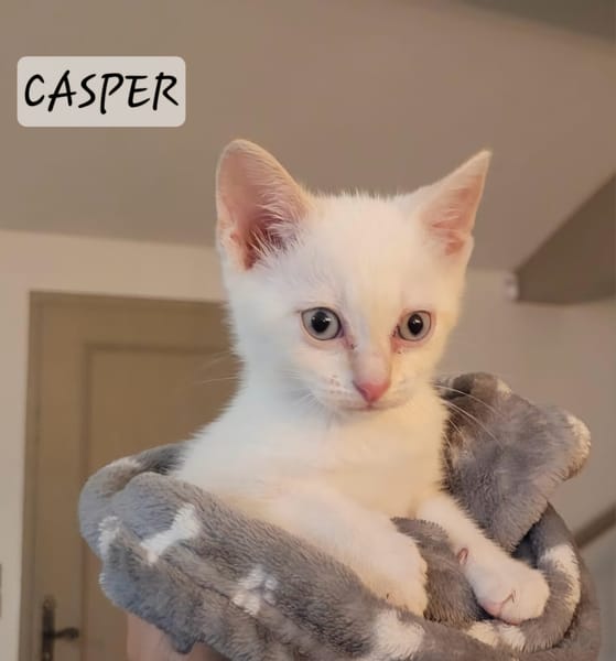 Casper