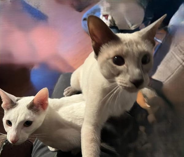 Marshmallow en Skittel