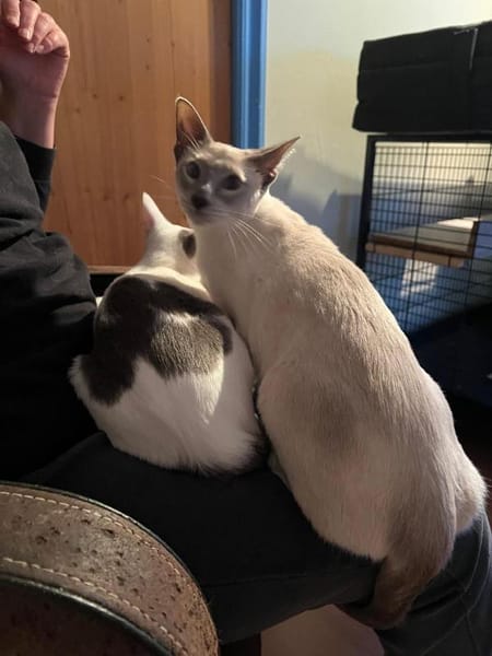 Marshmallow en Skittel