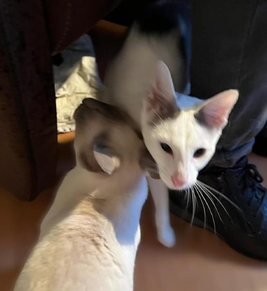 Marshmallow en Skittel