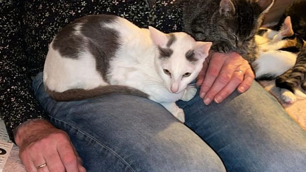 Marshmallow en Skittel