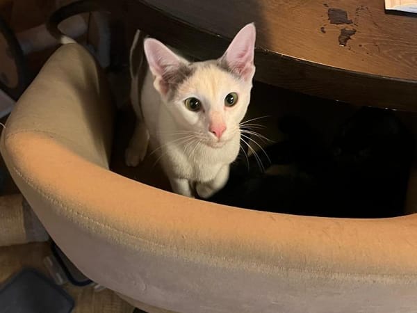 Marshmallow en Skittel