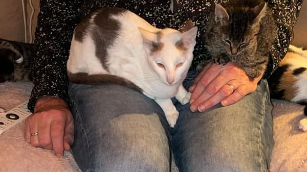 Marshmallow en Skittel