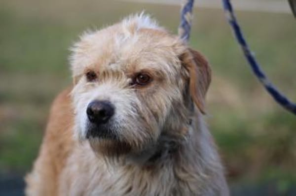 Cindy - herzensgut u. lieb