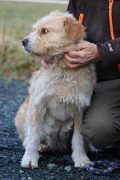 Cindy - herzensgut u. lieb