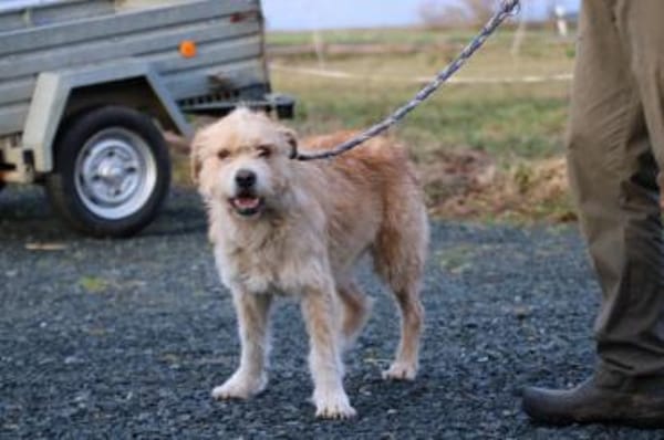 Cindy - herzensgut u. lieb