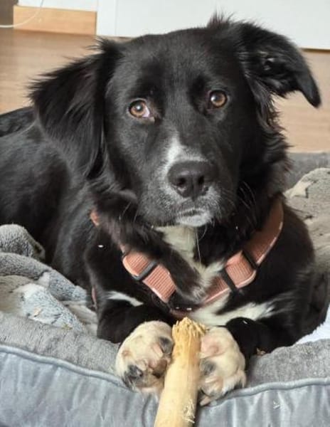 liebevolle, sensible Hündin sucht