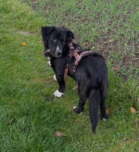 liebevolle, sensible Hündin sucht