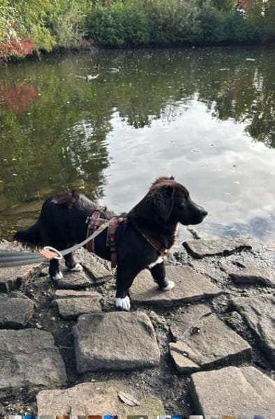 liebevolle, sensible Hündin sucht