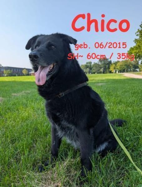 Chico sucht DRIGEND ein neues Zuhause