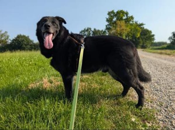 Chico sucht DRIGEND ein neues Zuhause