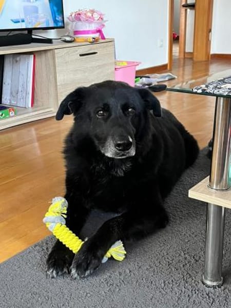 Chico sucht DRIGEND ein neues Zuhause