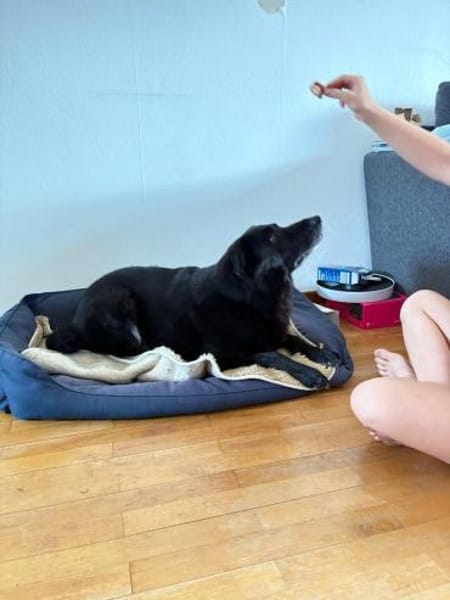 Chico sucht DRIGEND ein neues Zuhause