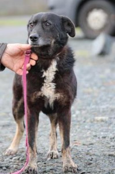 Yuna - sehr lieb u. verschmust