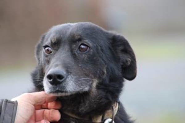 Yuna - sehr lieb u. verschmust