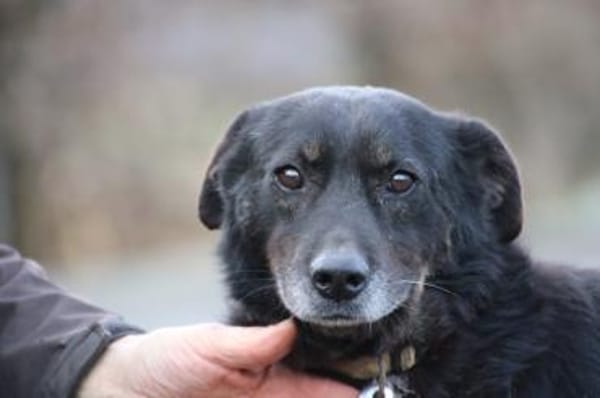 Yuna - sehr lieb u. verschmust