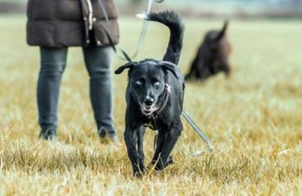 LADY MAYALY * schmusig & aktiv