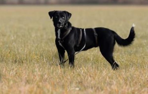 LADY MAYALY * schmusig & aktiv