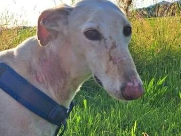 BIANCO - auf Pflege in 83112 Frasdorf !