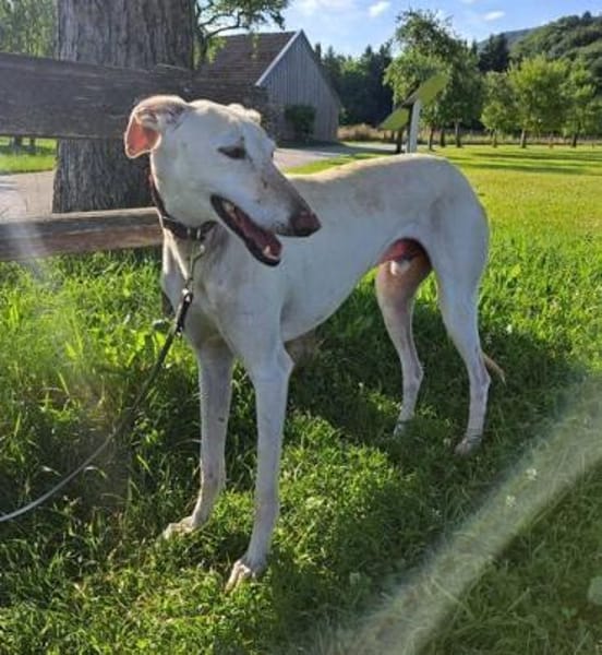 BIANCO - auf Pflege in 83112 Frasdorf !