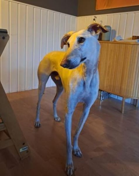 BIANCO - auf Pflege in 83112 Frasdorf !