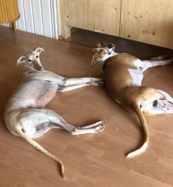 BIANCO - auf Pflege in 83112 Frasdorf !