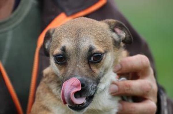 Lina - verschmuste, liebe Hündin