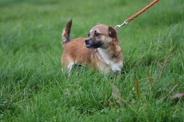 Lina - verschmuste, liebe Hündin