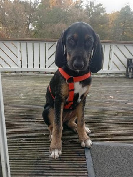 Traumhund sucht zu Hause