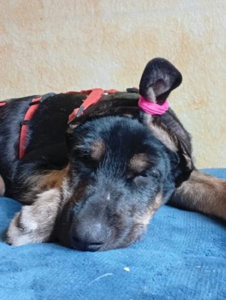 Traumhund sucht zu Hause