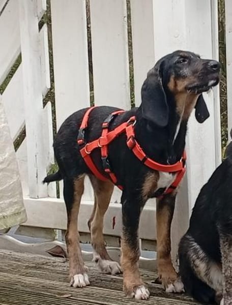 Traumhund sucht zu Hause