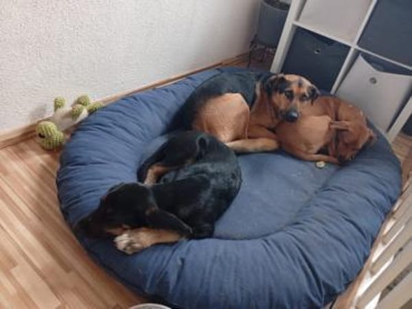 Traumhund sucht zu Hause