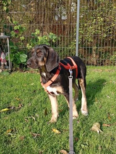 Traumhund sucht zu Hause