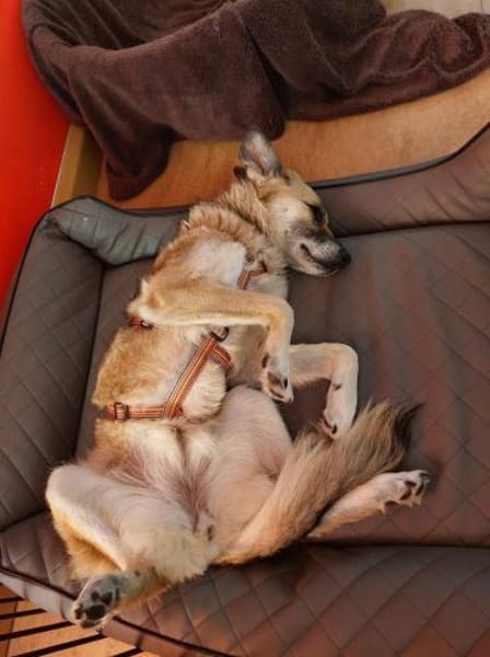 FITZY * liebenswerteSie Hilfe&Sicherheit