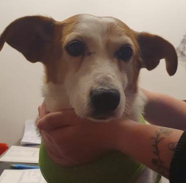 Ruhige kleine Hundedame Latka