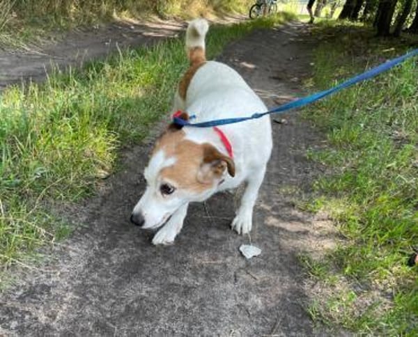 Ruhige kleine Hundedame Latka