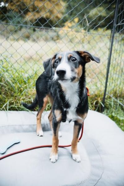 yuki, liebe Junghündin