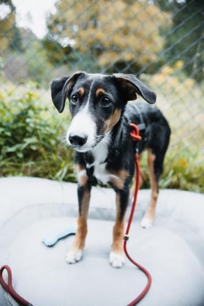 yuki, liebe Junghündin