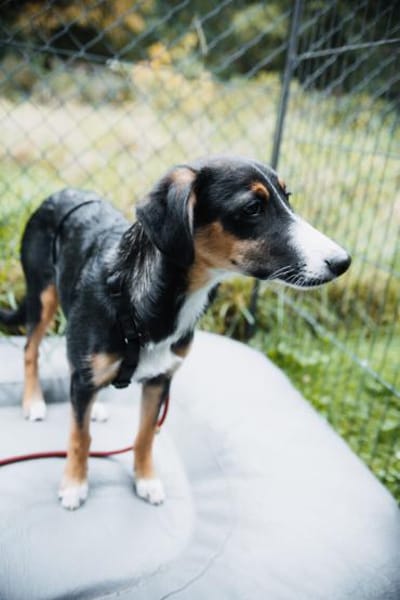 yuki, liebe Junghündin